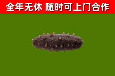 文昌市烟酒回收干海参.jpg